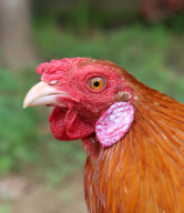 Khét bông asil lai mỹ GT039