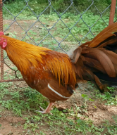 Khét chân trắng lai Asil GT044