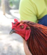 Gà vàng vảy rồng GQ018